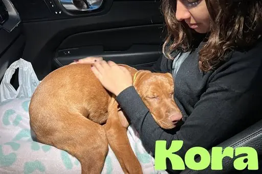 kora en el coche