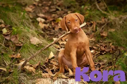 Kora vizsla de lady marso